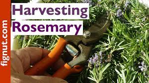 Jan 22, 2021 · thereof, how do you pick rosemary without killing plants? How To Harvest Rosemary How When To Harvest Fignut