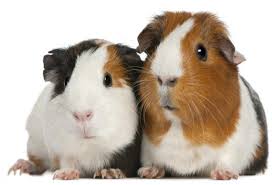 5 Best Classroom Pets
