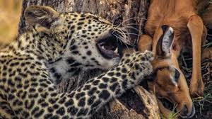 The camera has four lenses to show the movement of this hungry leopard looking for its prey. Young Leopard S First Big Kill Bbc Earth Youtube
