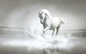 Find the styles & brands you'll love. White Horse Wallpapers Wallpaper Cave