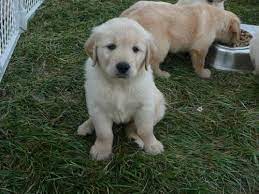 Browse thru golden retriever puppies for sale near wilmington, ohio, usa area listings on puppyfinder.com to find your perfect puppy. Akc Golden Retriever Puppies 10 Weeks Old For Sale In Dayton Ohio Classified Americanlisted Com