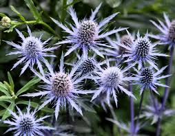 Giant Sea Holly Eryngium Giganteum Cvety