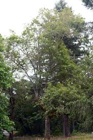 Image result for Premna velutina