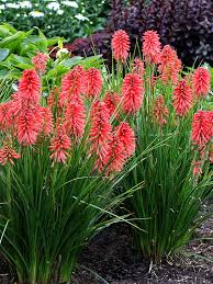Image result for Kniphofia princeae