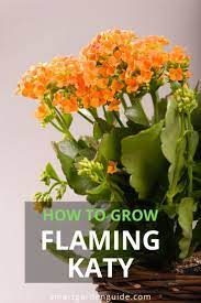 How To Care For Flaming Katy Kalanchoe Blossfeldiana Smart Garden Guide Kalanchoe Blossfeldiana Indoor Flowering Plants Smart Garden