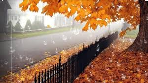 Microphotography of green grass and water dew, green leafed plant. Romantic Wallpapers Download 1280x720 Download Hd Wallpaper Wallpapertip