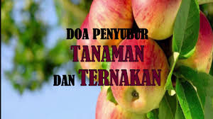 Sebaliknya sebelum tanam digalakkan membaca doa ini dengan memulakannya bersama bismillah dan selawat. Doa Penyubur Tanaman Dan Ternakan Dua For Healthy Livestock And Farm Youtube