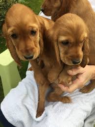 Get yours via lancaster puppies. Cocker Spaniel Puppies Under 400 For Sale United States 1