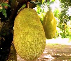 Situated in kuantan, this hotel is 0.1 mi (0.1 km) from permatang nangka and within 6 mi (10 km) of heroes museum and gelora park. Jackfruit Langka Or Nangka In Filipino Language Fruit Trees Jackfruit Fruit