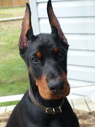 Champion European Doberman Puppies For Sale Ckc Doberman Puppies For Sale Ckc Doberman Breeders European Doberman Doberman Puppy Doberman Puppies For Sale
