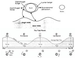 Dalam pasang surut ada istilah shallow water waves/long waves yang berarti karena periode terjadinya yang begitu lama, pasang surut air laut adalah gelombang panjang (long waves) yang merambat seperti gelombang air dangkal (shallow water wave). Gaya Pasang Surut Air Laut Kumparan Com