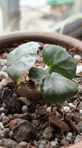 Image result for Dorstenia barnimiana