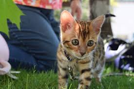 Pet adoption saves the lives of homeless dogs and cats. Bengal Cats For Sale Denver Silkenfur Bengal Cats