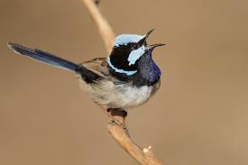 In other species, who knows? Superb Fairywren Wikipedia