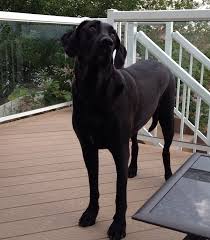 Labradane Great Dane Lab Mix Info Puppies And Pictures