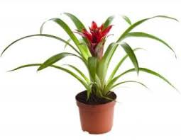 Maybe you would like to learn more about one of these? A Z List Of House Plants Common And Scientific Names