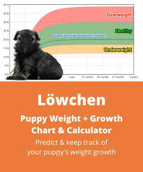 The coat is dense and long, moderately soft with a slight to moderate wave. Lowchen Weight Growth Chart 2021 How Heavy Will My Lowchen Weigh The Goody Pet