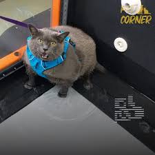 Maybe you would like to learn more about one of these? Vt Fat Cat Uses One Leg On Treadmill Facebook