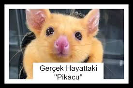 gercek hayattaki pikacu hayat gercekler hayvan