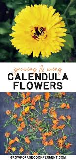 How To Grow And Use Calendula In 2020 Vegetable Garden Design Fast Growing Plants Growing Herbs