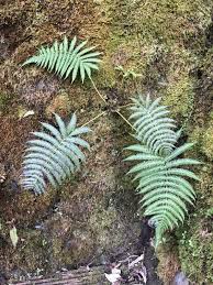 Image result for Thelypteris