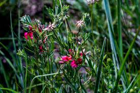 Image result for Indigofera hilaris
