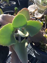 Image result for Cyanotis foecunda