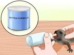 Maybe you would like to learn more about one of these? 3 Ways To Feed A Baby Raccoon Wikihow