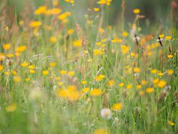 Visualizza altre idee su fiori di campo, fiori, natura. Il Salvataggio Dei Fiori Di Campo San Francesco Rivista Della Basilica Di San Francesco Di Assisi