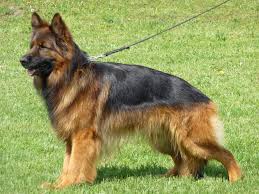 Long Haired German Shepherd Facts Size Temperament Care