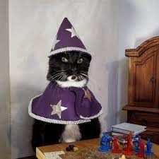 Cat Cosplay On Twitter In 2021 Cat Cosplay Wizard Cat Happy Cat