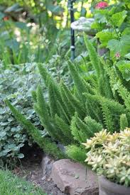 It is not a fern, however, but a member of the asparagus family. Foxtail Asparagus Densiflorusmyersii Plants A Z The Gardener The Gardener