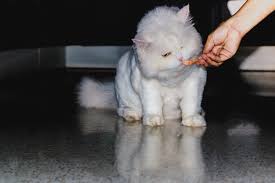However, microchipping cats ensures that they can be properly and quickly identified by a veterinarian or animal shelter. Can Cats Eat Shrimps This Is The Answer Happypetsnow Com
