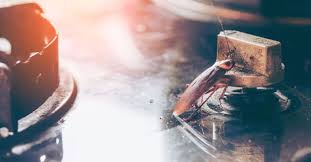There are five species of cockroaches in california that are commonly regarded as pests: Cockroach Control And Extermination Services Bye Bye Bugs