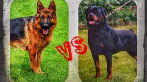 Rottweiler Vs Alman Kurdu Kopek Dovusu Ve Hakkinda Bilgi Youtube
