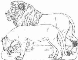 Coloriage Lion Lionne Gif Jpg 567 434 Pixels Animal Coloring Pages Coloring Pages Noahs Ark