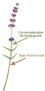 How To Prune Lavender In A Pot Google Search Growing Lavender Lavender Pruning Lavender Plant