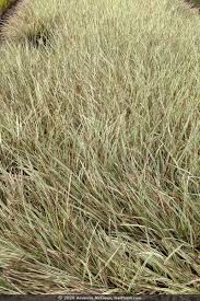 Image result for Schizachyrium claudopus