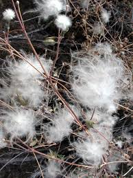See more ideas about texas landscaping, plants, planting flowers. Clematis Drummondii Wikipedia