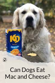 Can Dogs Eat Mac And Cheese In 2021 Mac And Cheese Can Dogs Eat Mac And Cheese Healthy