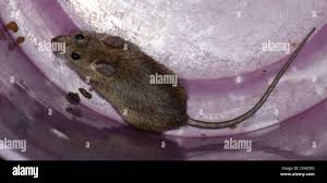 Image result for Cola natalensis