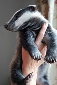 Nervous Baby Badger Relaxes Now That He S Finally Safe Baby Badger Cute Animals Cute Baby Animals