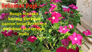 Bunga vinca atau biasa disebut tapak dara termasuk bunga yang paling digemari di indonesia. Bunga Vinca Youtube