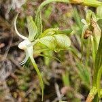 Image result for Habenaria schimperiana