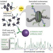 It can also be utilized to identify novel biomarkers, because histone modification. Calibrating Chip Seq With Nucleosomal Internal Standards To Measure Histone Modification Density Genome Wide Molecular Cell