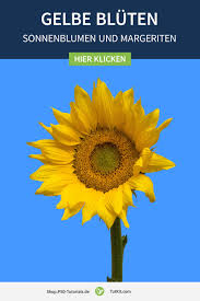 Bilder Mit Sonnenblumen Und Margeriten Gelbe Bluten Vor Transparentem Hintergrund Margeriten Sonnenblumen Bilder