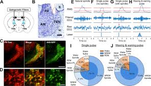 Thalamic Reticular Nucleus Parvalbumin Neurons Regulate Sleep Spindles And Electrophysiological Aspects Of Schizophrenia In Mice Scientific Reports