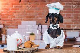 The olde london farmhouse sink is a stylish and practical addition to any kitchen. Portrait Of A Cute Funny Dachshund Dog Black Tan In Kitchen Stock Photo Picture And Royalty Free Image Image 118131495