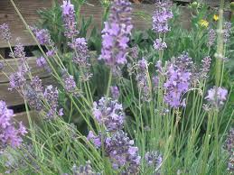 Old Fashion English Lavender Vera Seeds