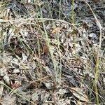 Image result for Fimbristylis squarrosa